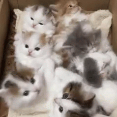 Yavru Kedi Maması